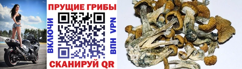 Купить где Татарск Галлюциногенные грибы Cubensis